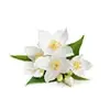 Jasmin